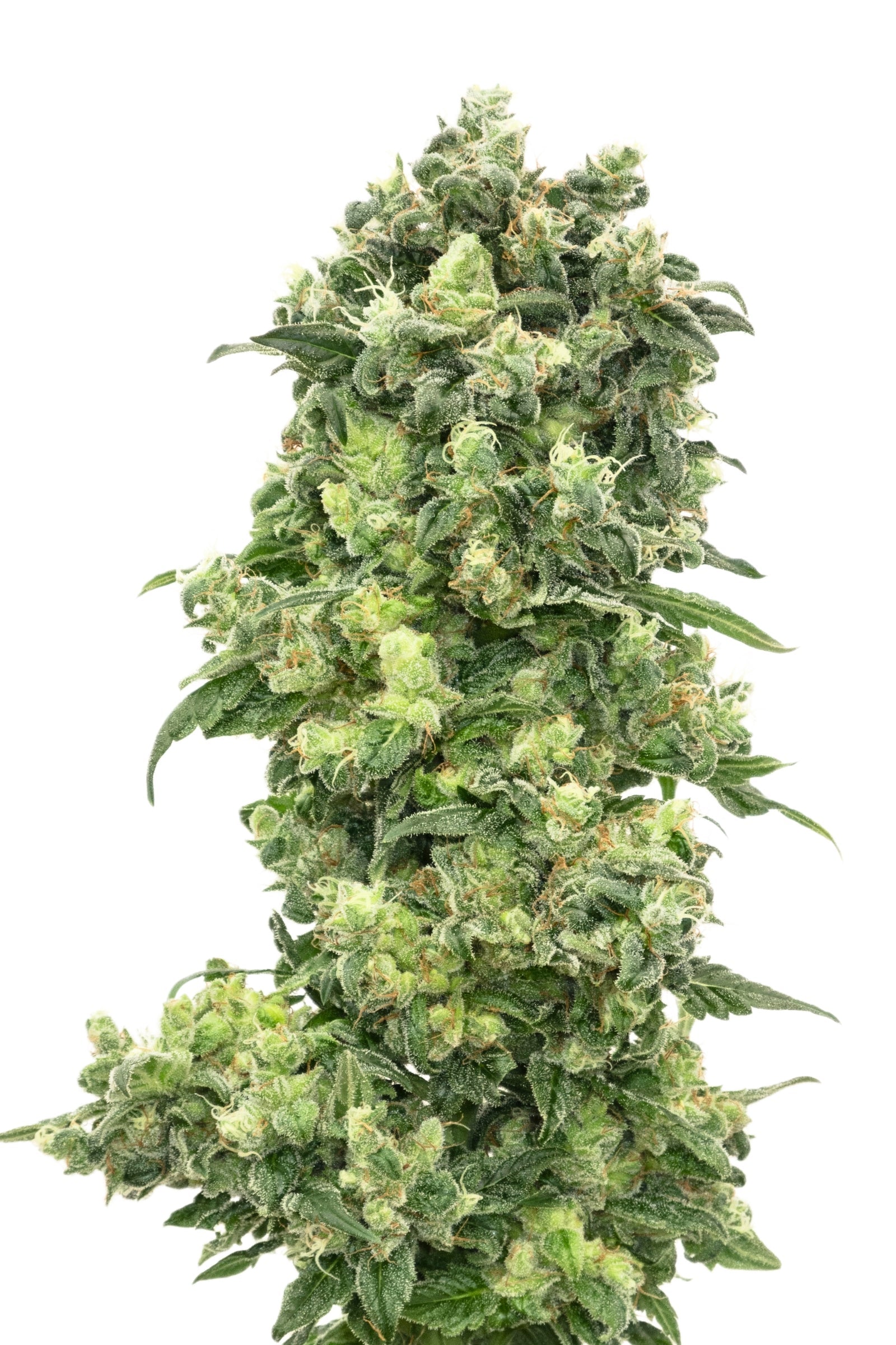 All Strains