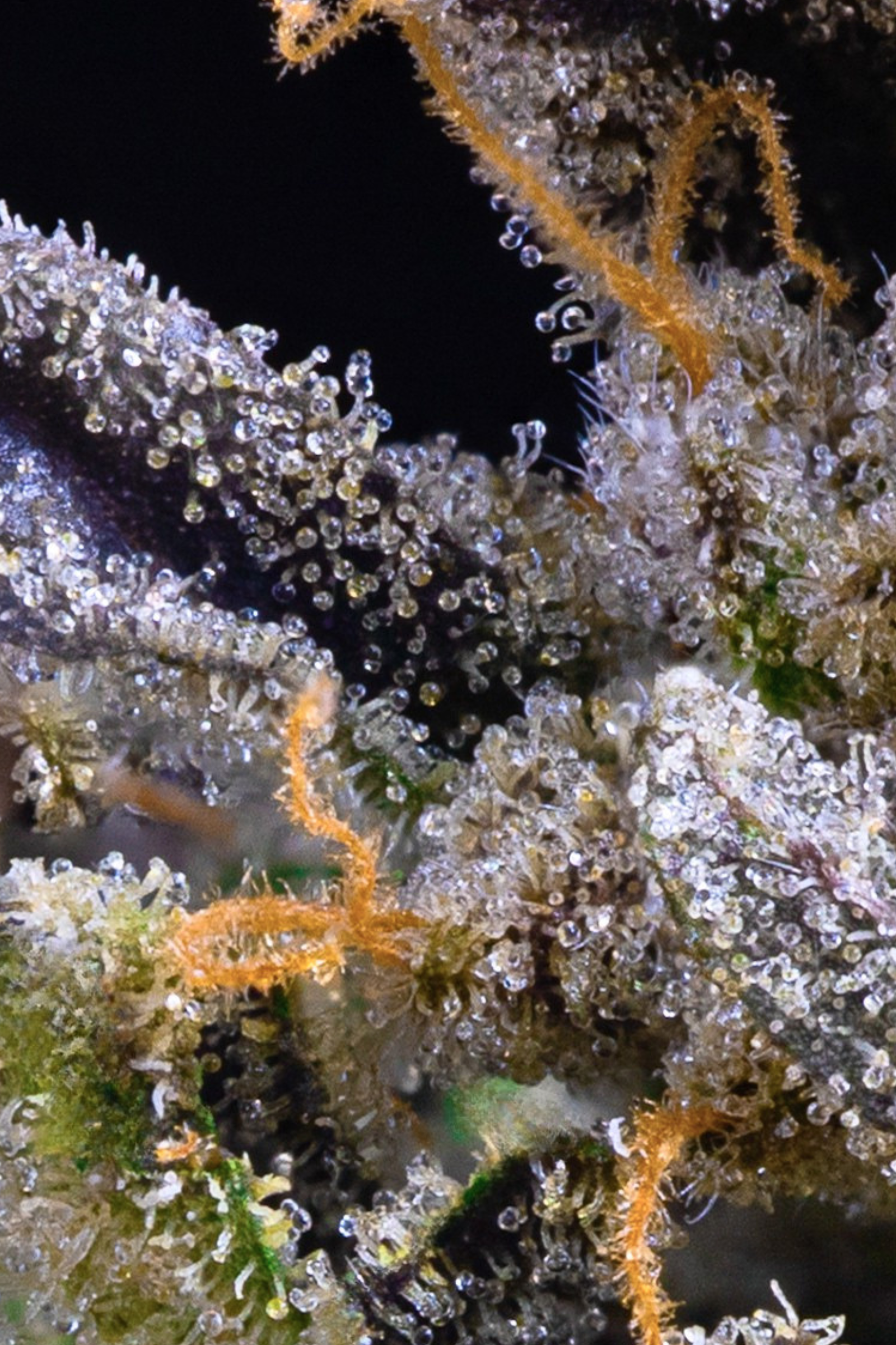 High THC