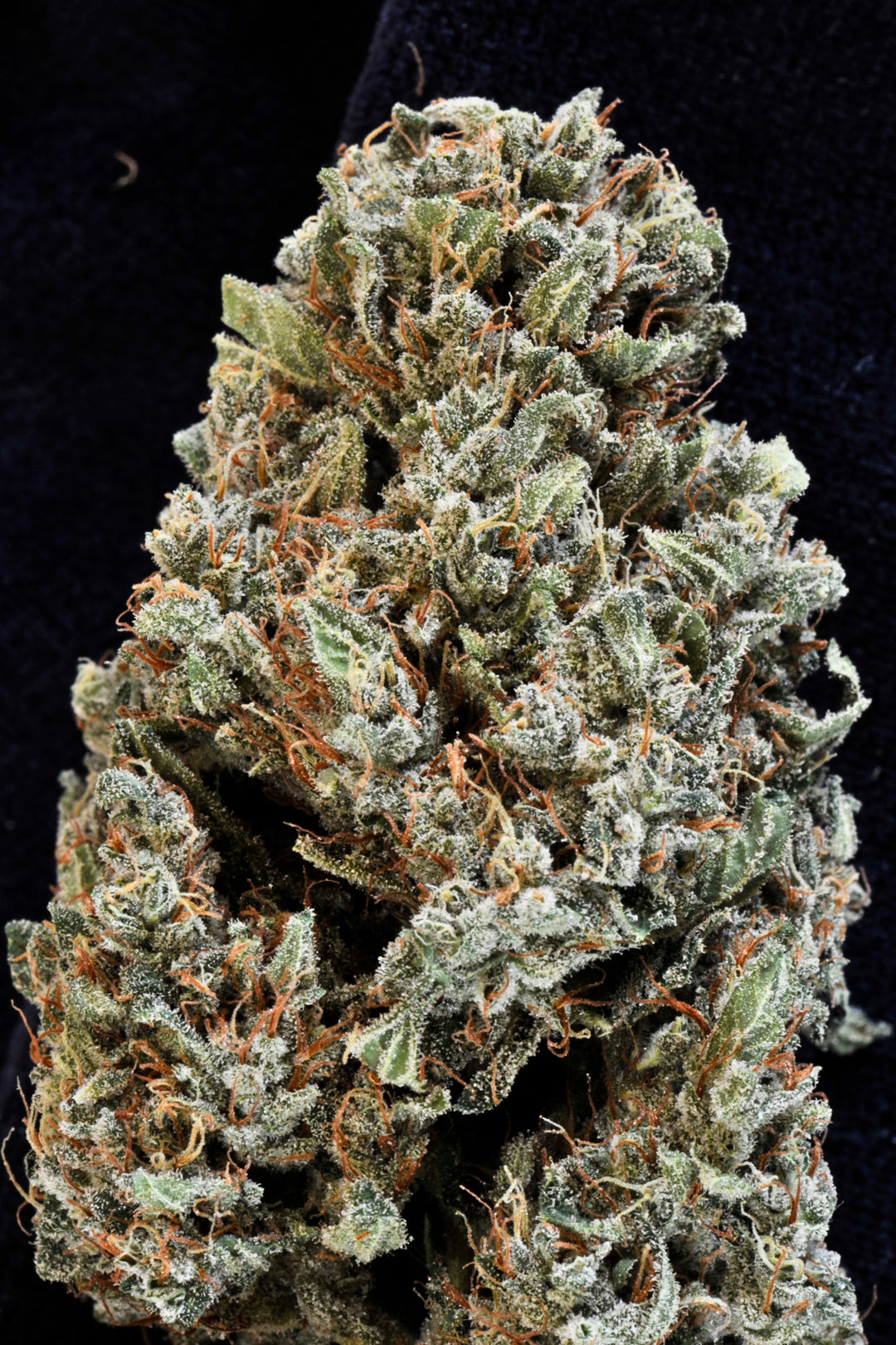 California Dream