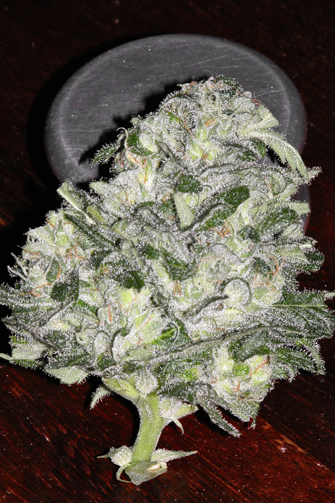 California Dream