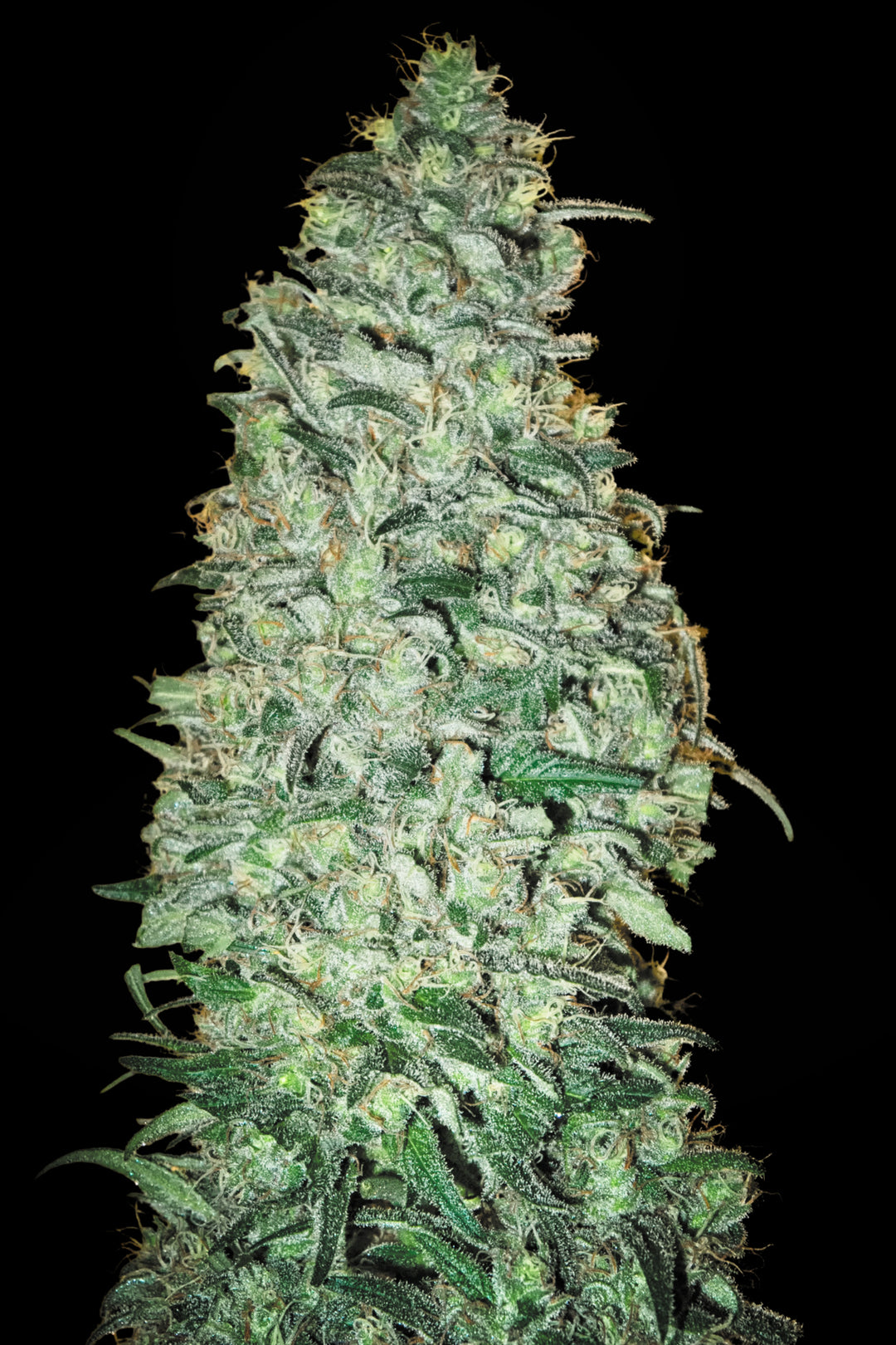 California Dream
