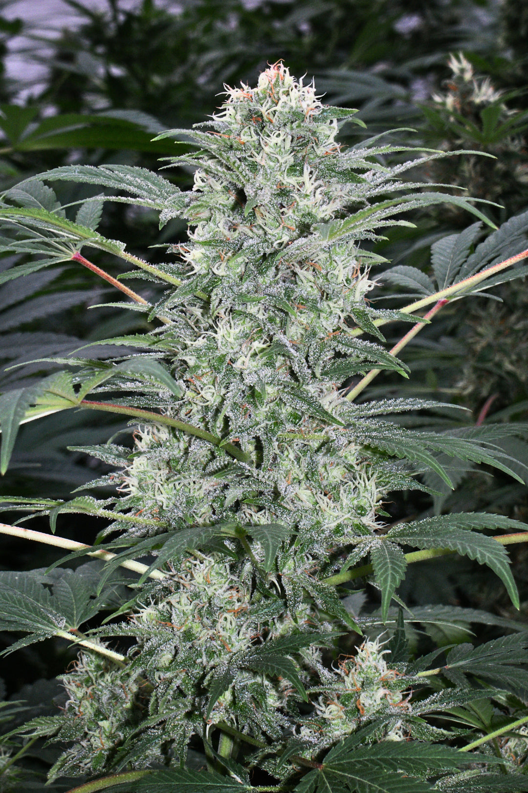 California Dream
