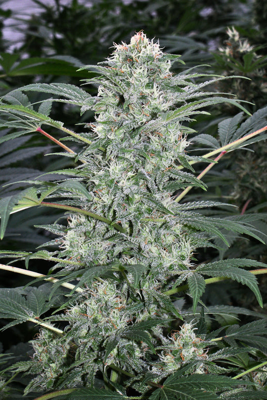 California Dream