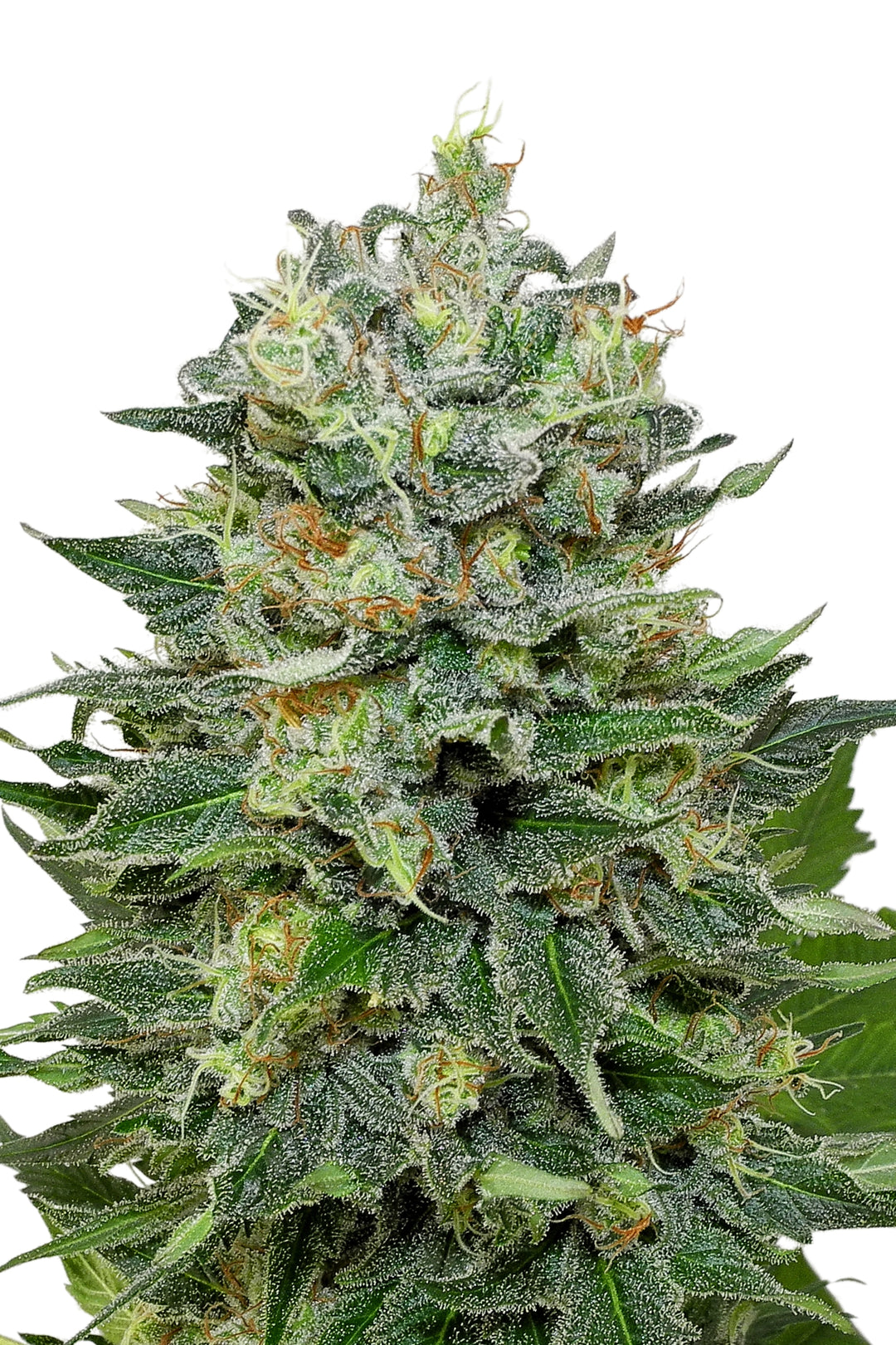 Flashberry