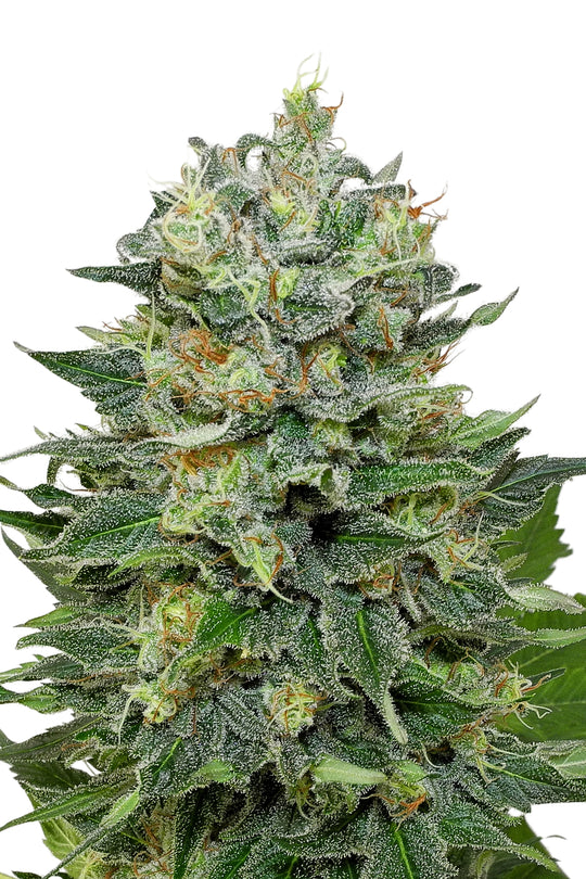 Flashberry