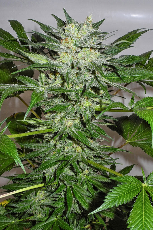 Flashberry