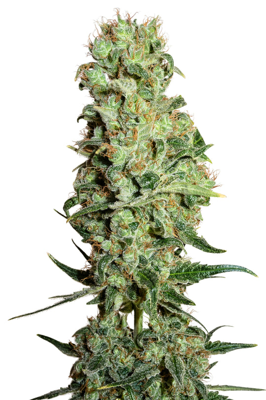 Ganesh Berry