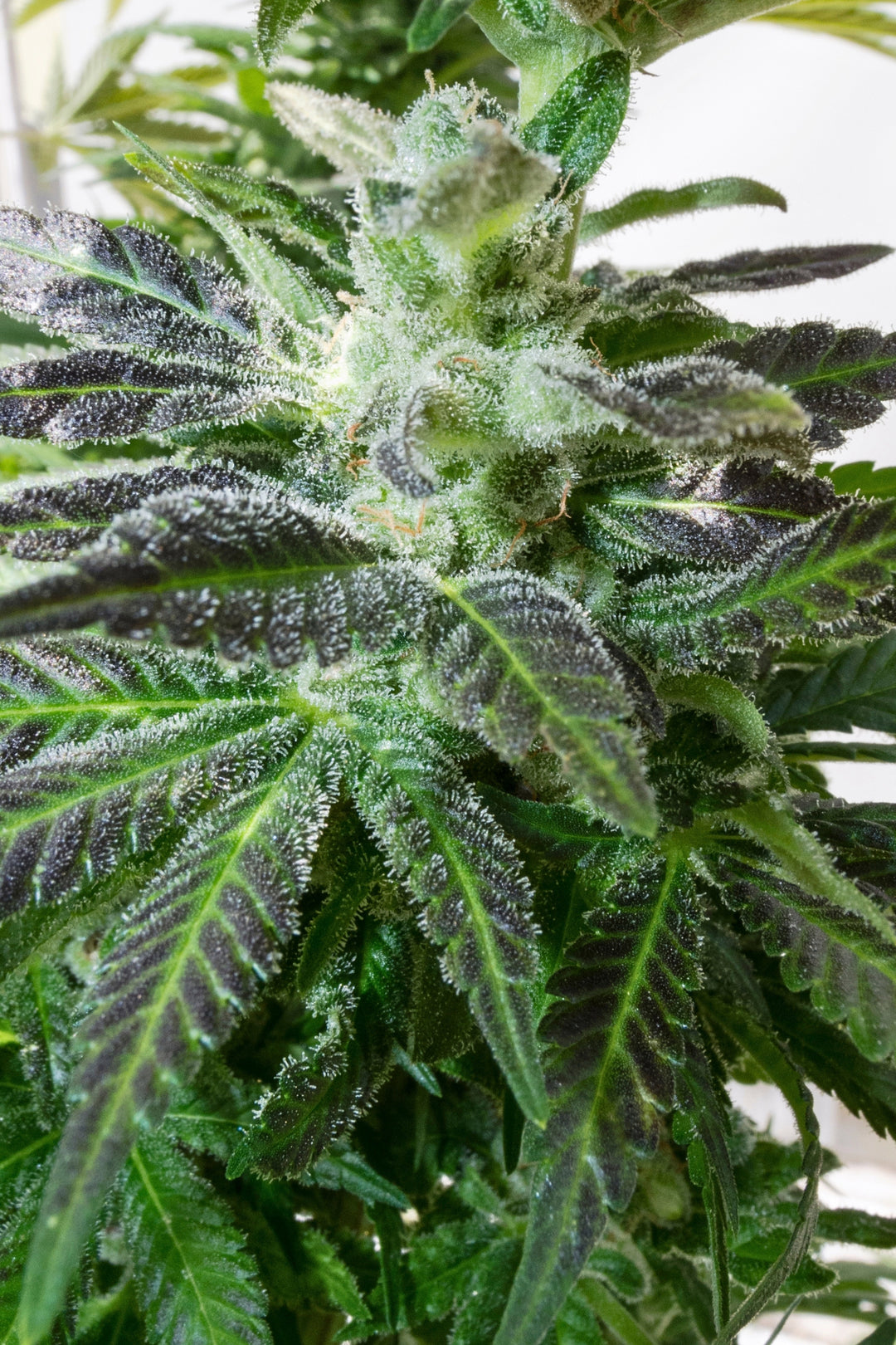 Ganesh Berry