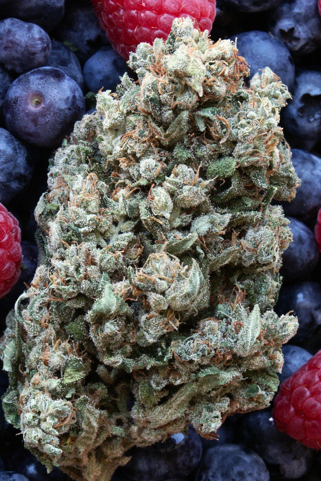 Hashberry