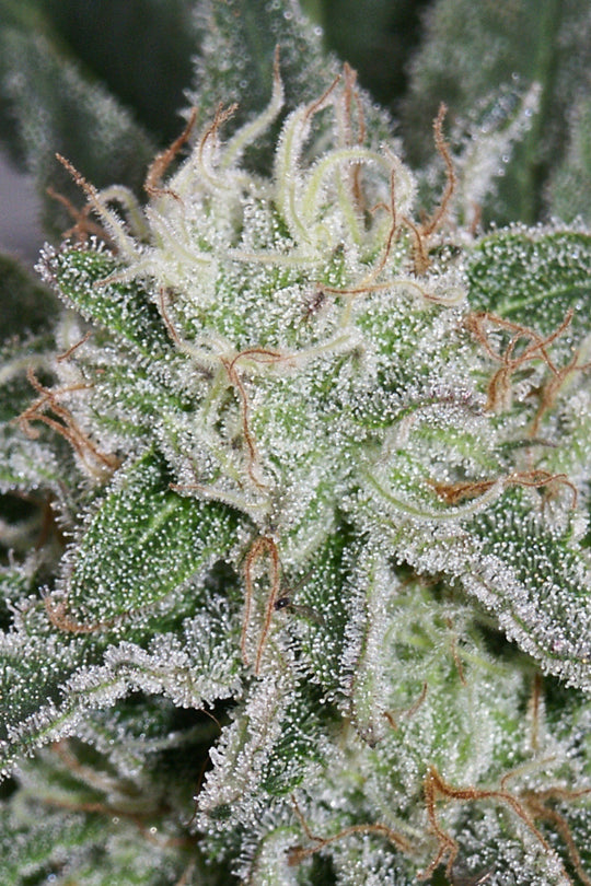 Hashberry