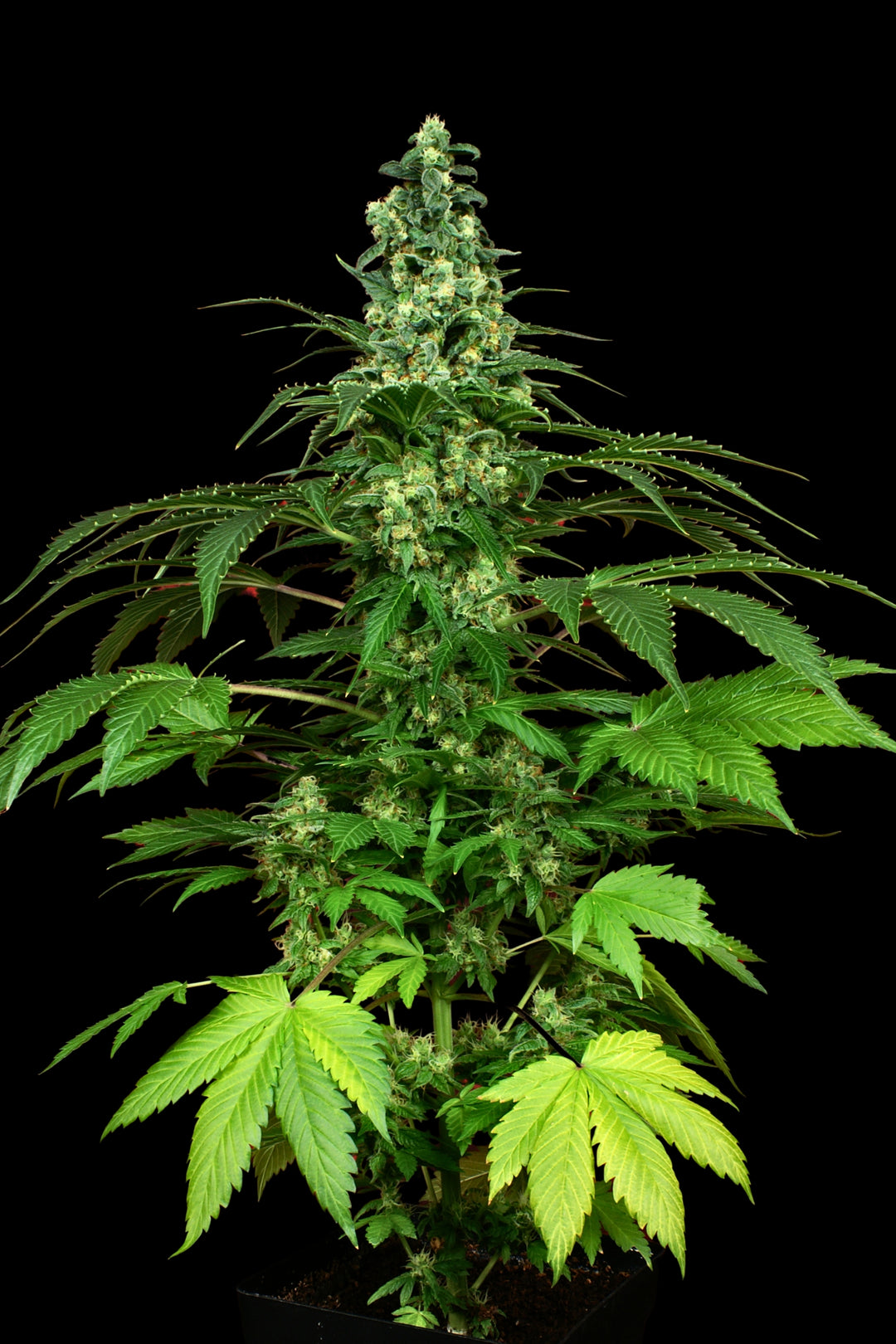 Hashberry