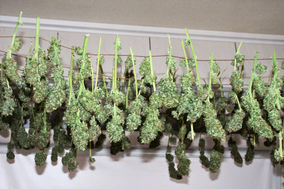 Hashberry