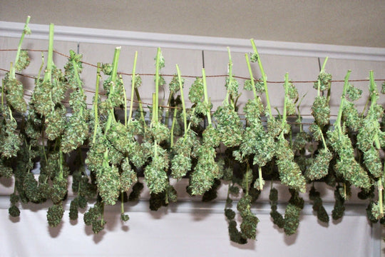 Hashberry
