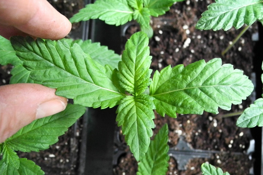 Hashberry