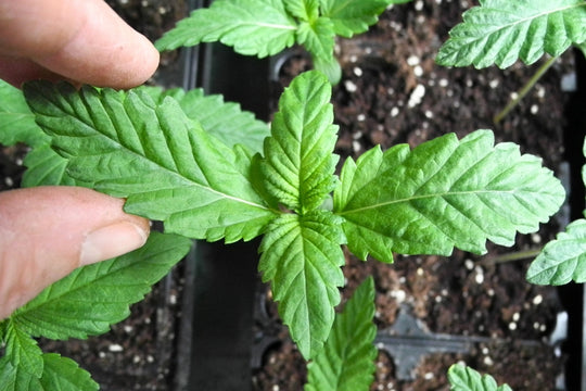 Hashberry