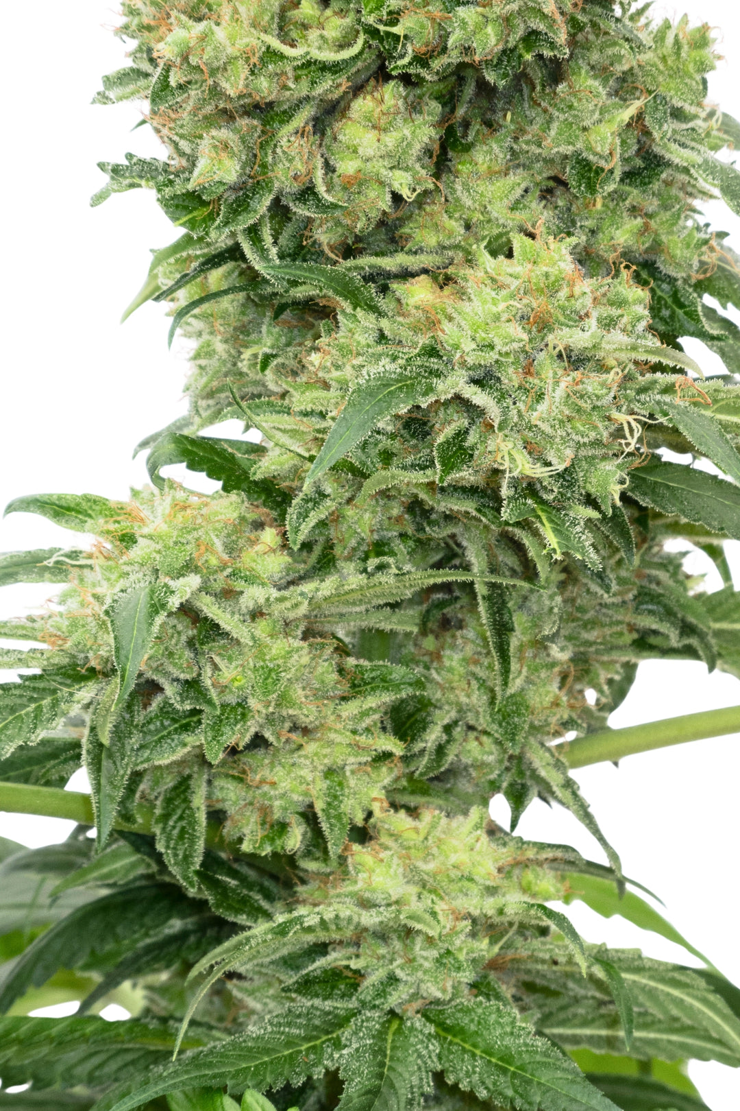 Hashberry