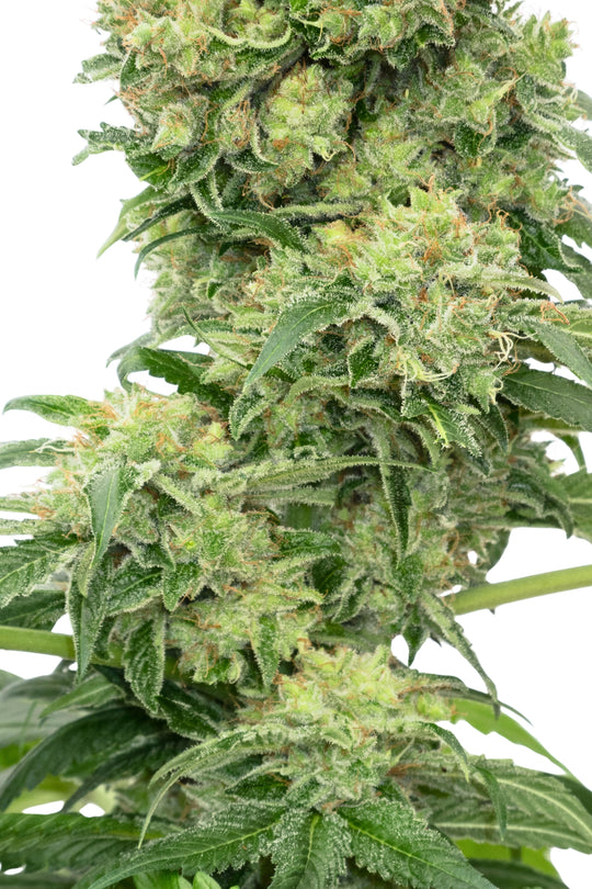 Hashberry