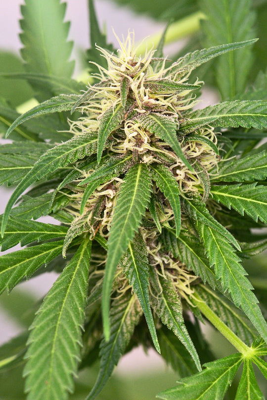Mandala 