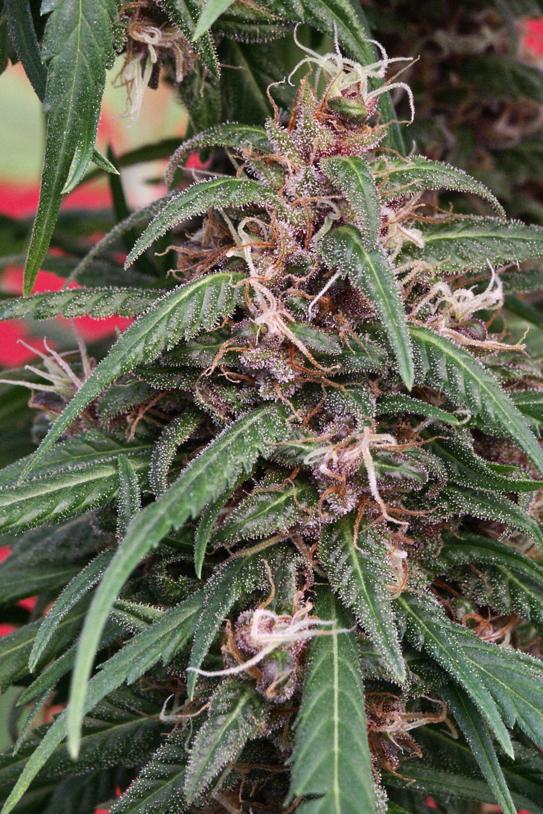 Mandala 