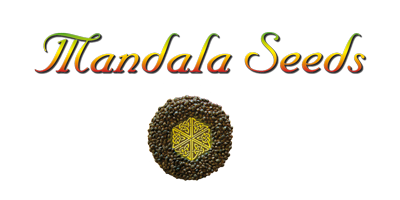 Mandala Seeds