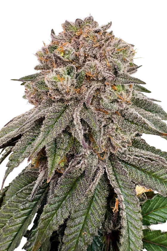 Mango Cake (Mojo Edition)