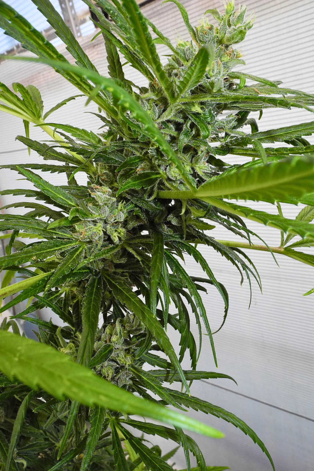 Mozambique Sativa x Satori Elite (Limitierte Edition)
