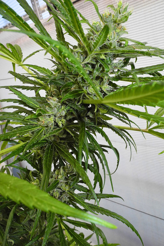 Mozambique Sativa x Satori Elite (Limitierte Edition)