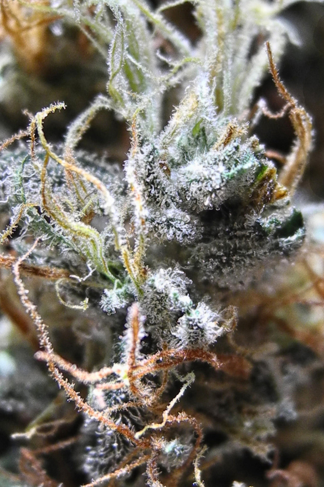 Mozambique Sativa x Satori Elite (Limitierte Edition)