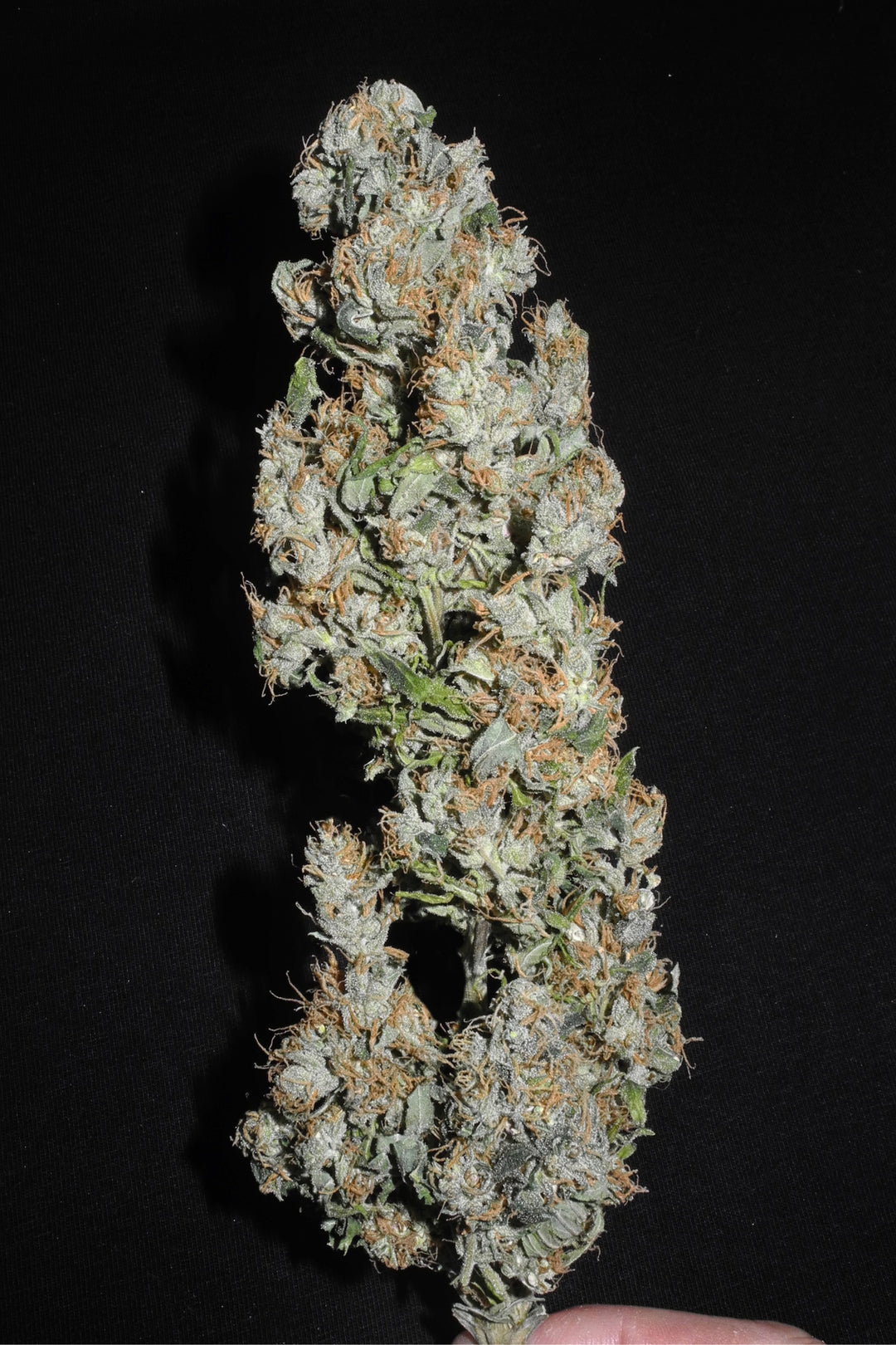 Mozambique Sativa x Satori Elite (Limitierte Edition)