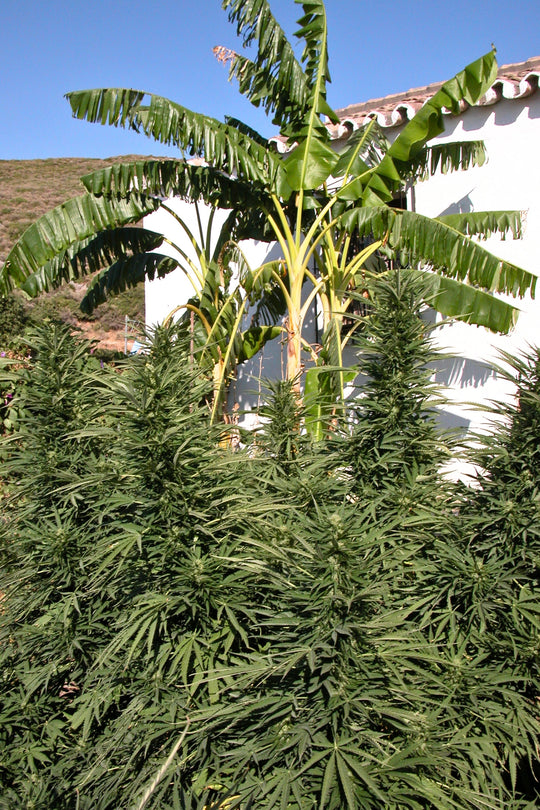 Mozambique Sativa x Satori Elite (Limitierte Edition)