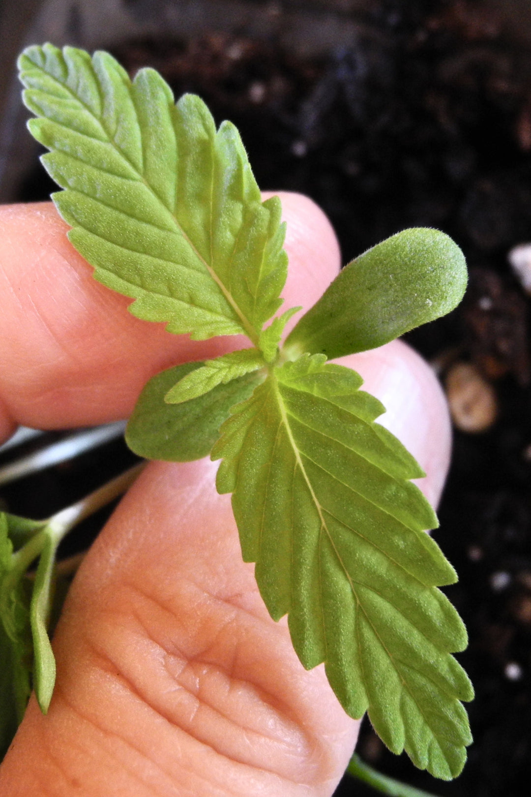 Mozambique Sativa x Satori Elite (Limitierte Edition)