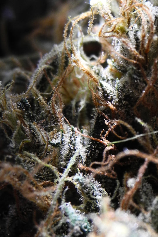 Mozambique Sativa x Satori Elite (Limitierte Edition)