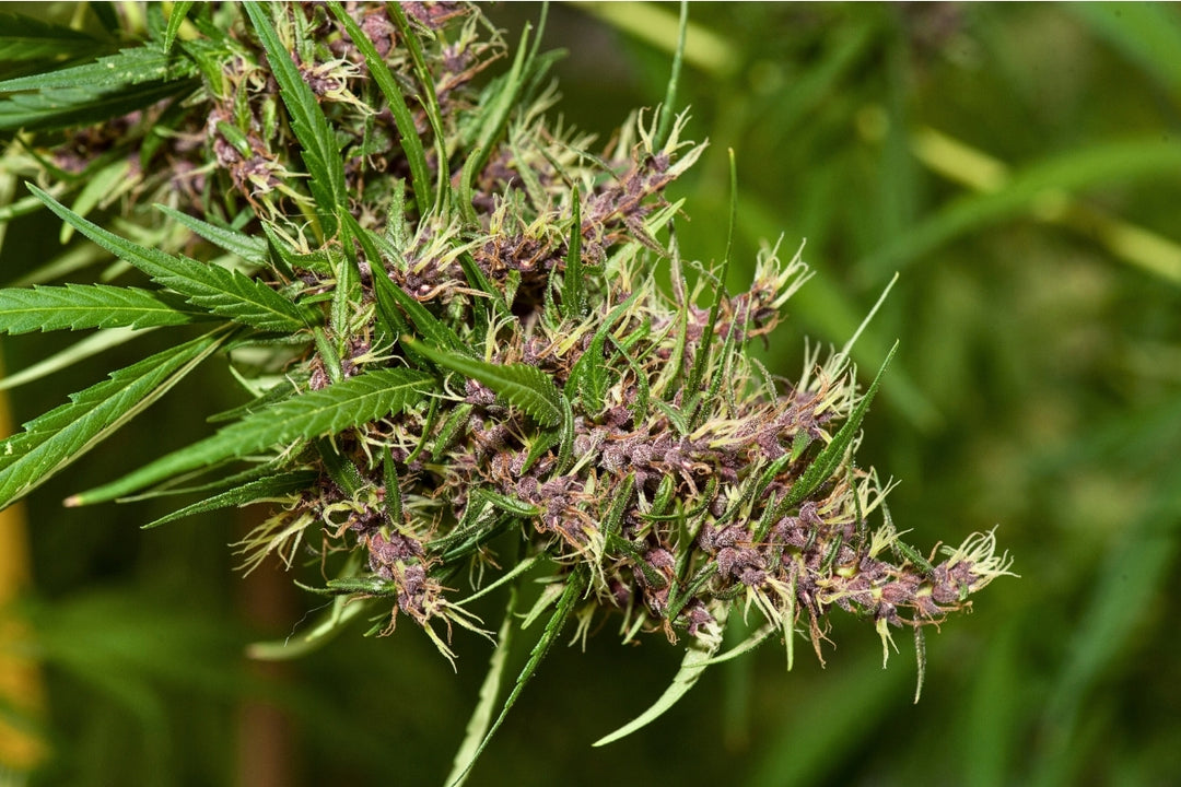 Purple Paro Valley