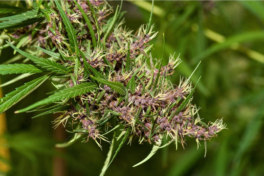 Purple Paro Valley