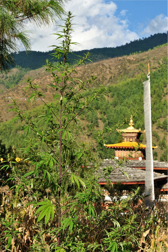Purple Paro Valley
