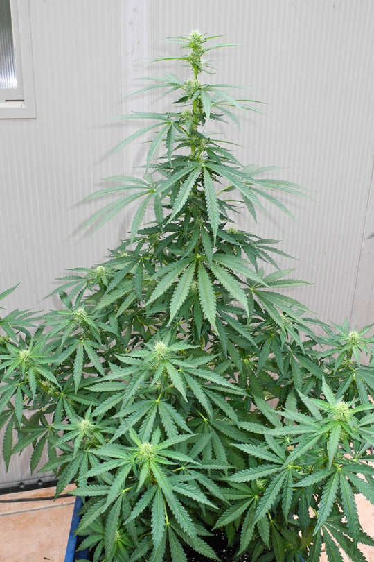 Sageberry Auto