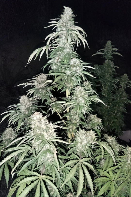 Sageberry Auto