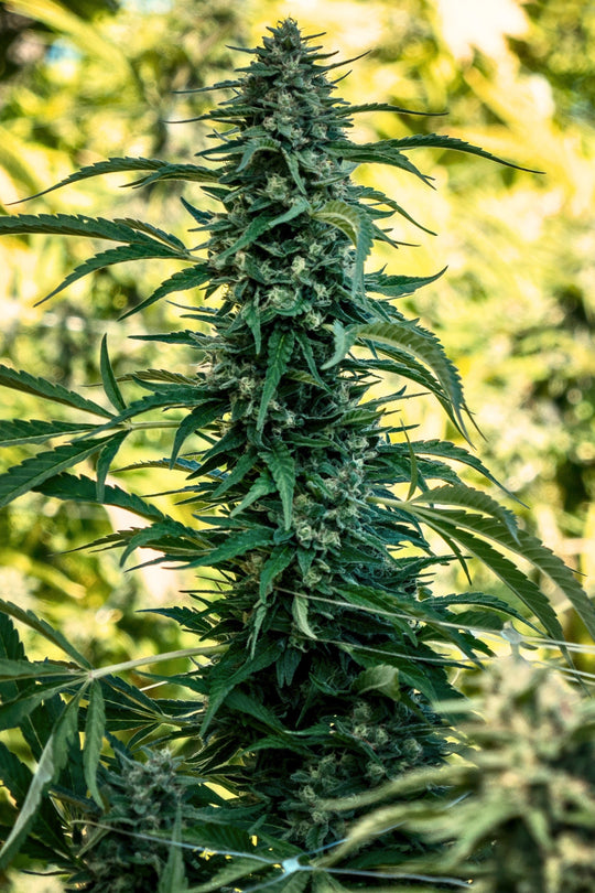 Sageberry Auto