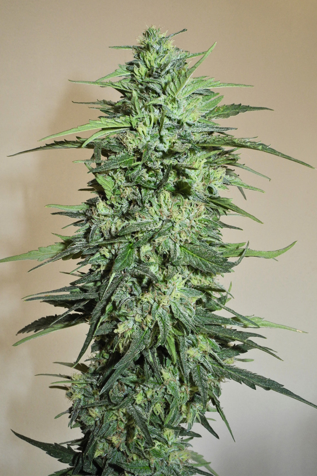 Sageberry Auto