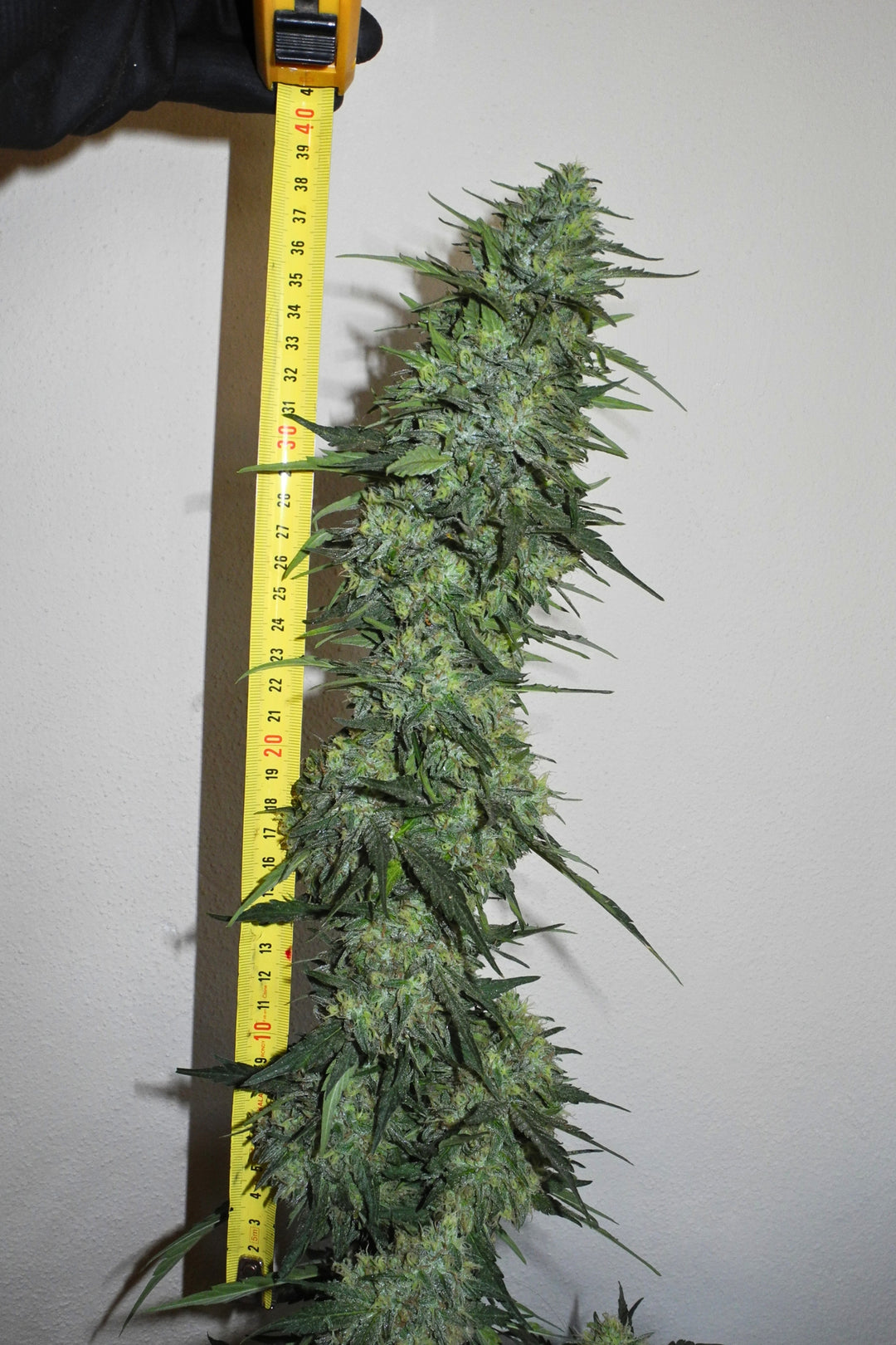Sageberry Auto