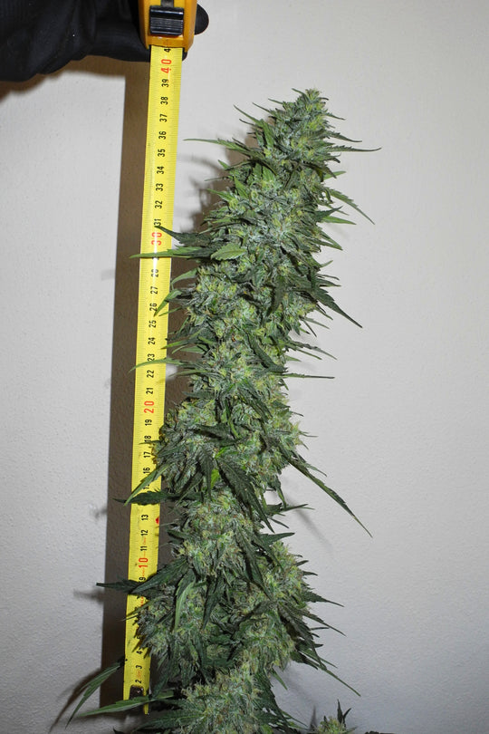Sageberry Auto