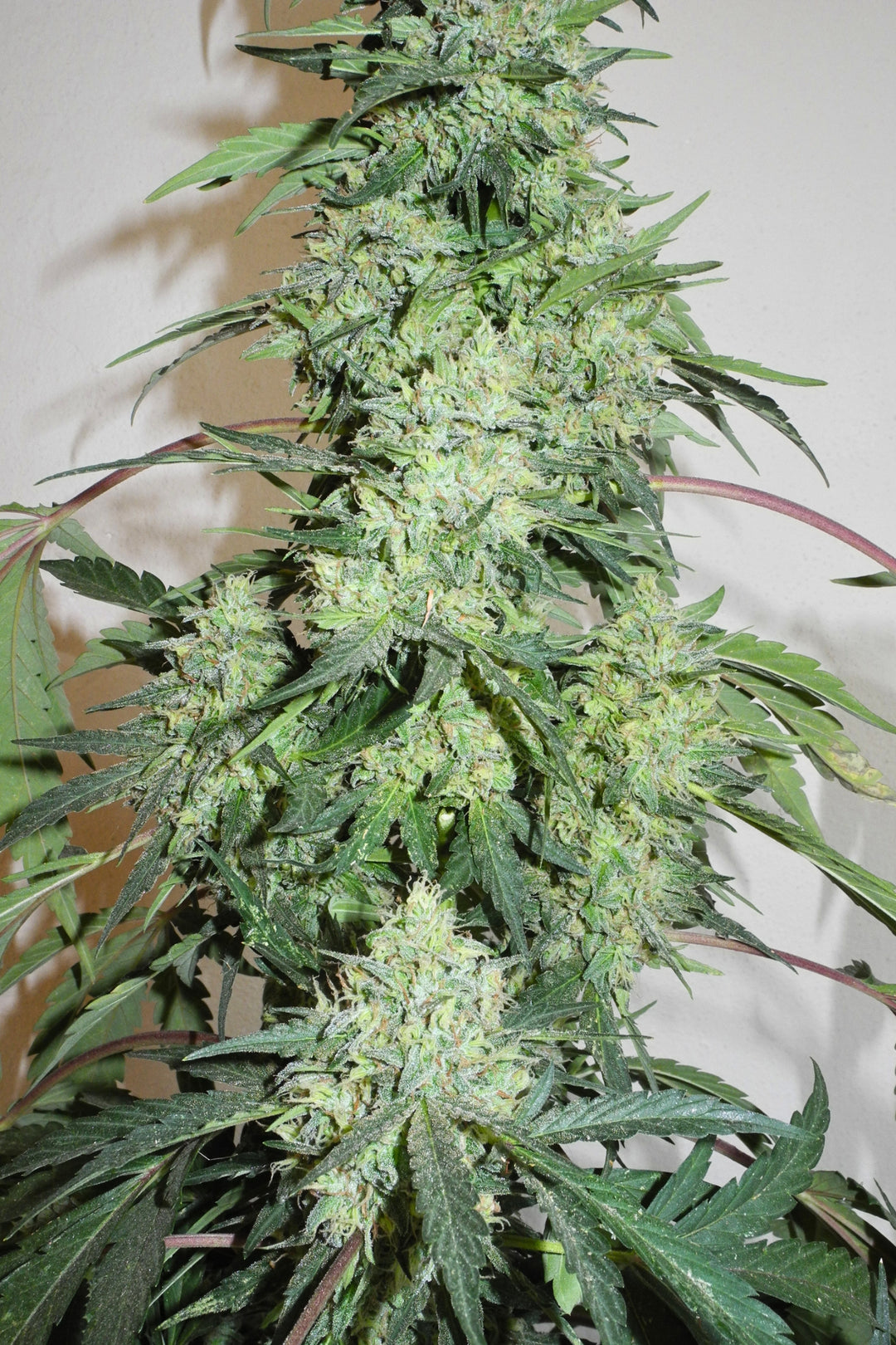 Sageberry Auto