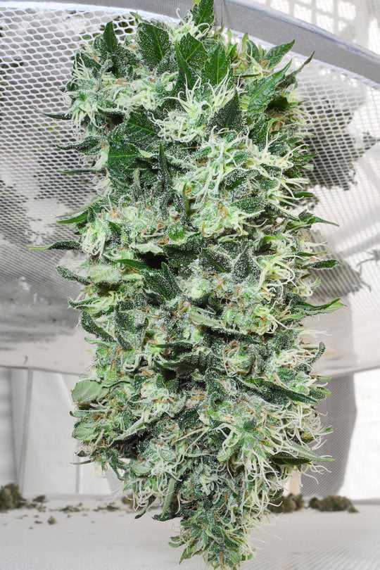 Satori