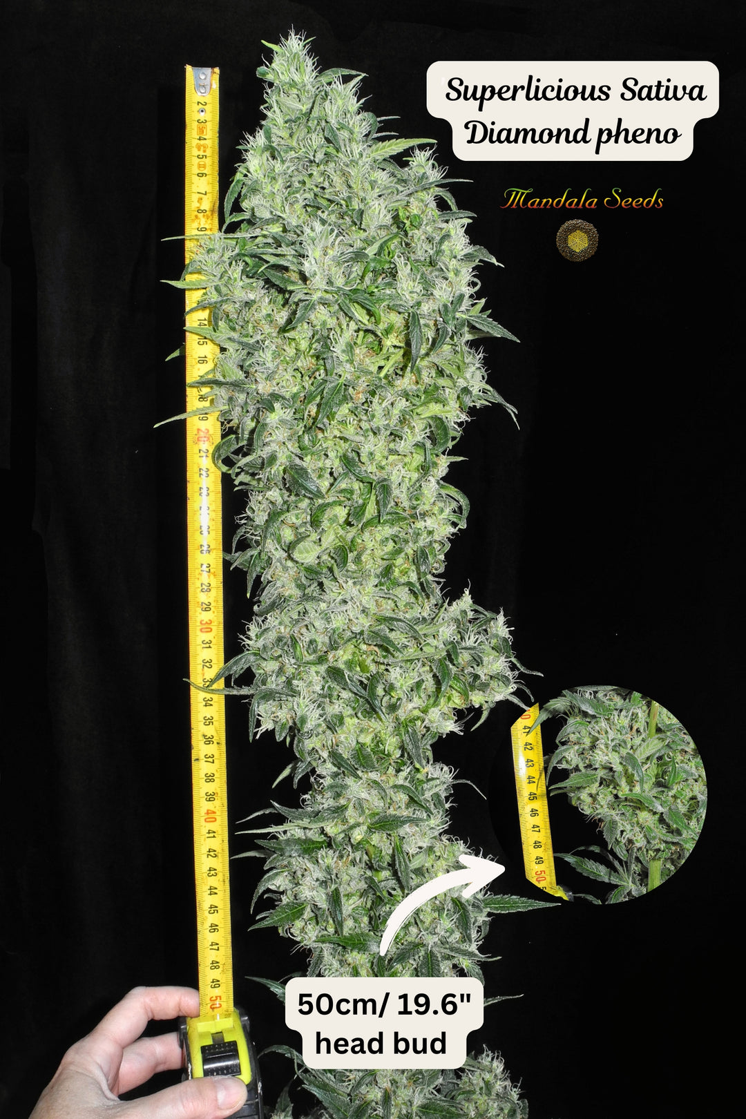 Superlicious Sativa