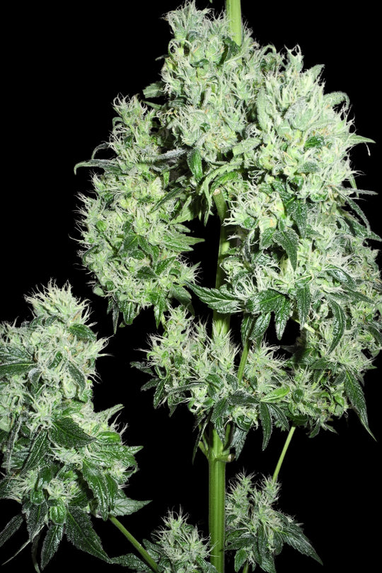 Superlicious Sativa