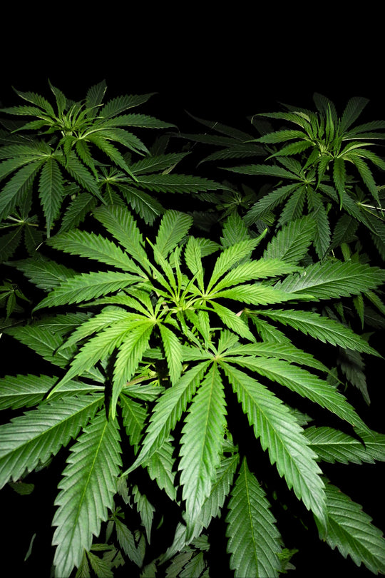 Superlicious Sativa