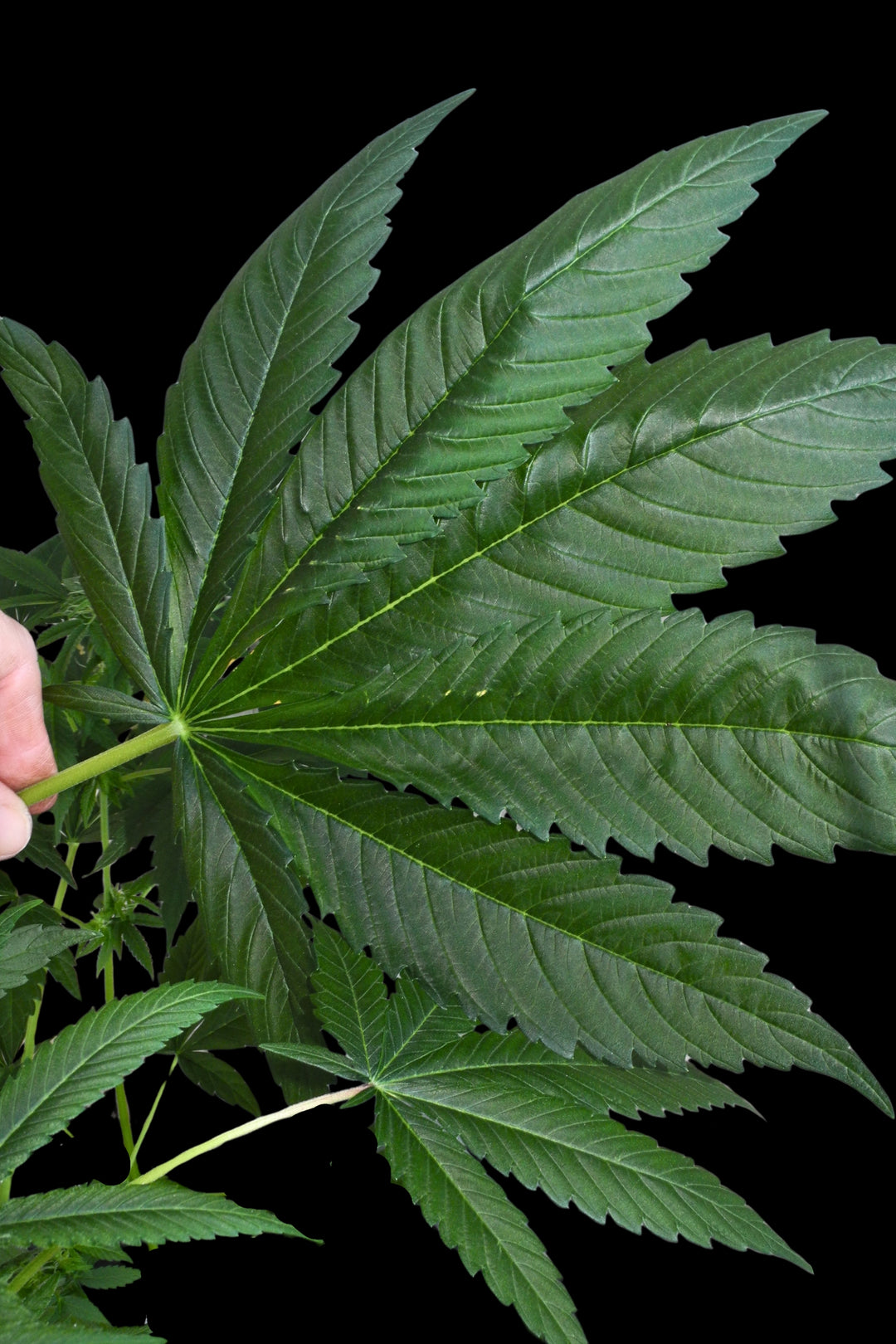 Superlicious Sativa