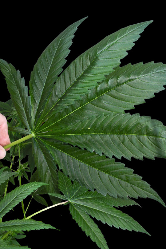Superlicious Sativa