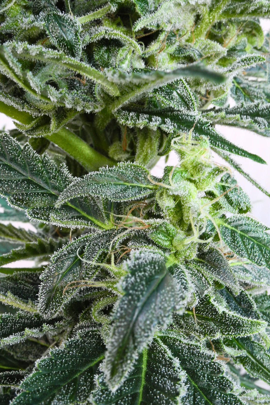 Superlicious Sativa