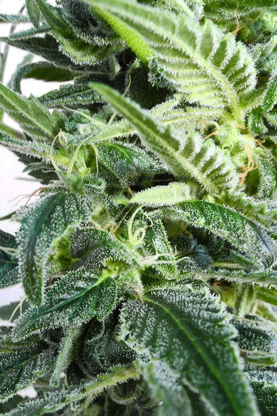 Superlicious Sativa